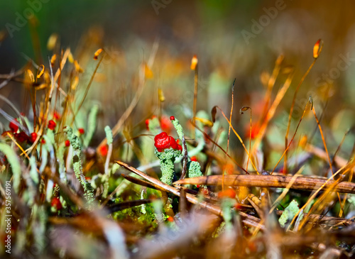Beautiful red cap lichen  Cladonia cristatella  commonly known as the British soldiers lichen in pine forest. Macro photography.