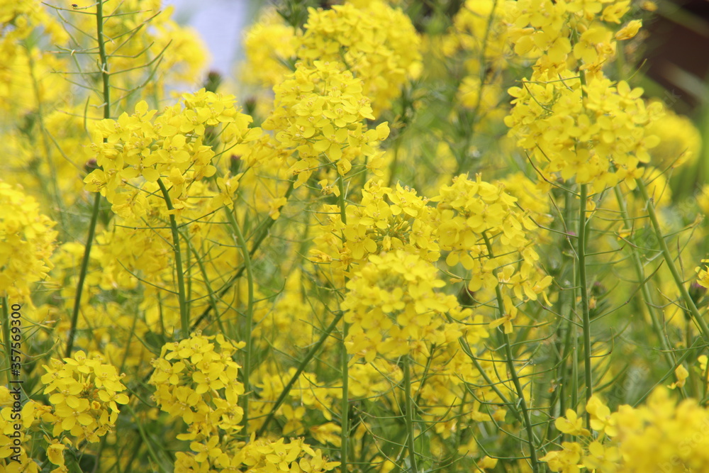 Yellow rapeseed flowers in the polders in provence Zuid Holland in the Netherlands Yellow rapeseed flowers in the polders in provence Zuid Holland in the Netherlands