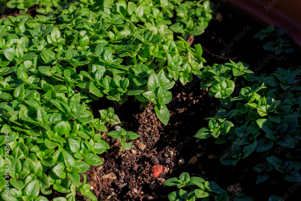 Green basil leaves planted in ground. Food and aromatic herbs concept Green basil leaves planted in ground. Food and aromatic herbs concept