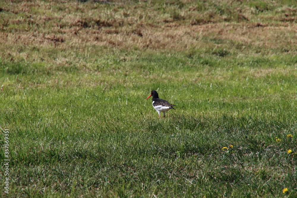 Black white Oystercatcher in the grass of a meadow in Moordrecht in the Netherlands. Black white Oystercatcher in the grass of a meadow in Moordrecht in the Netherlands.