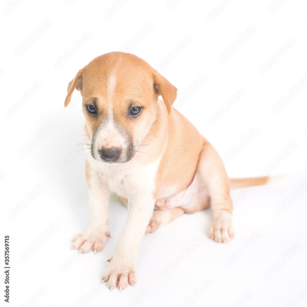 dog puppy on the white background