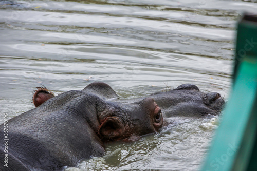 The hippopotamus (Hippopotamus amphibius), also called the common hippopotamus or river hippopotamus floating in water.