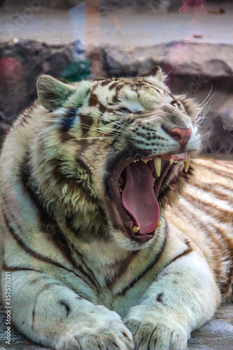 Fototapeta Naklejka Na Ścianę i Meble -  tiger (Panthera tigris) yawns. An adult tiger showing incisors, canines and tongue. Portrait of white tiger close up.