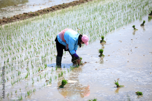Farmer planted rice seedlings in the field