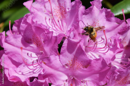 Bee on Pacific Rhododendron 26