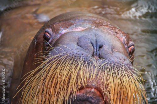 walrus (Odobenus rosmarus) male head in water. a large flippered marine mammal with a discontinuous distribution about the North Pole in the Arctic Ocean and subarctic seas of the Northern Hemisphere.