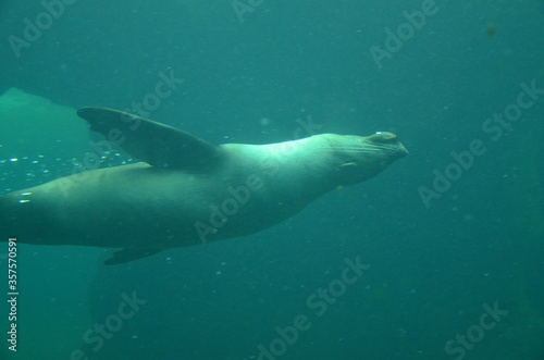 Harbor seal (Phoca vitulina) in Frankfurt zoo
