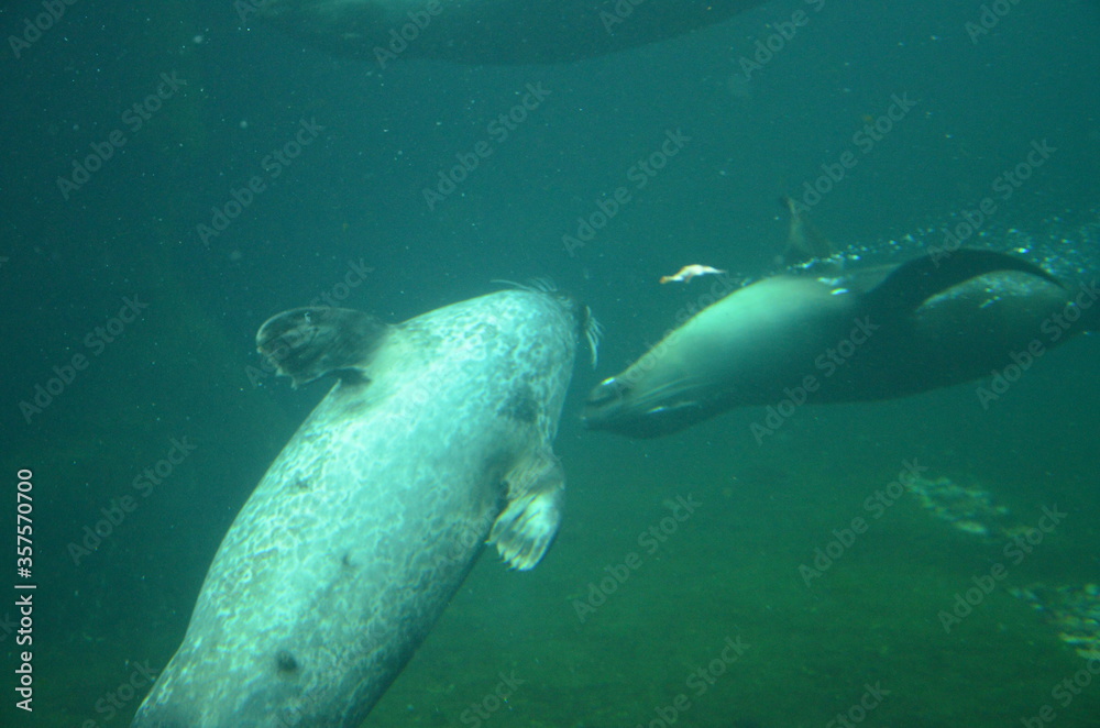 Harbor seal (Phoca vitulina) in Frankfurt zoo Harbor seal (Phoca vitulina) in Frankfurt zoo