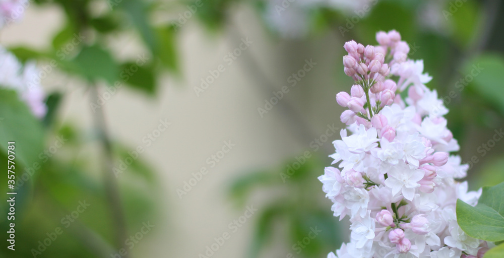 Beautiful violet lilac flowers with green background. Elegant artistic image nature. Banner format, copy space. Focus on flowers in right coner