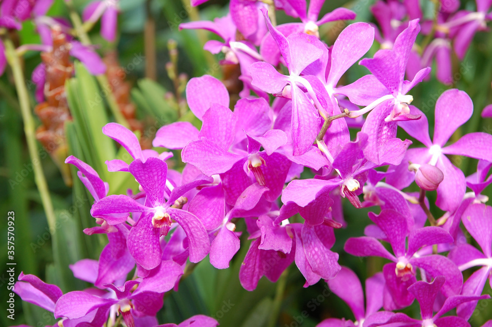 Violet flower orchids at National Orchid Garden in Singapore