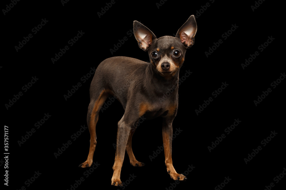 Little Dog Toy Terrier Standing on isolated black background, side view