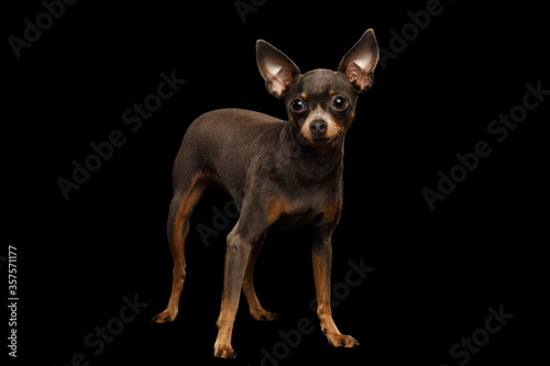 Little Dog Toy Terrier Standing on isolated black background, side view © seregraff