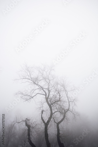 Trees in the foggy winter day © BGStock72
