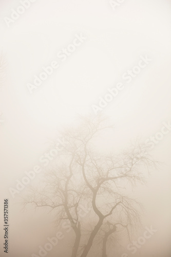 Tree in the foggy winter day