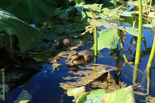 deux petits canetons qui se croisent dans un étang de lotus