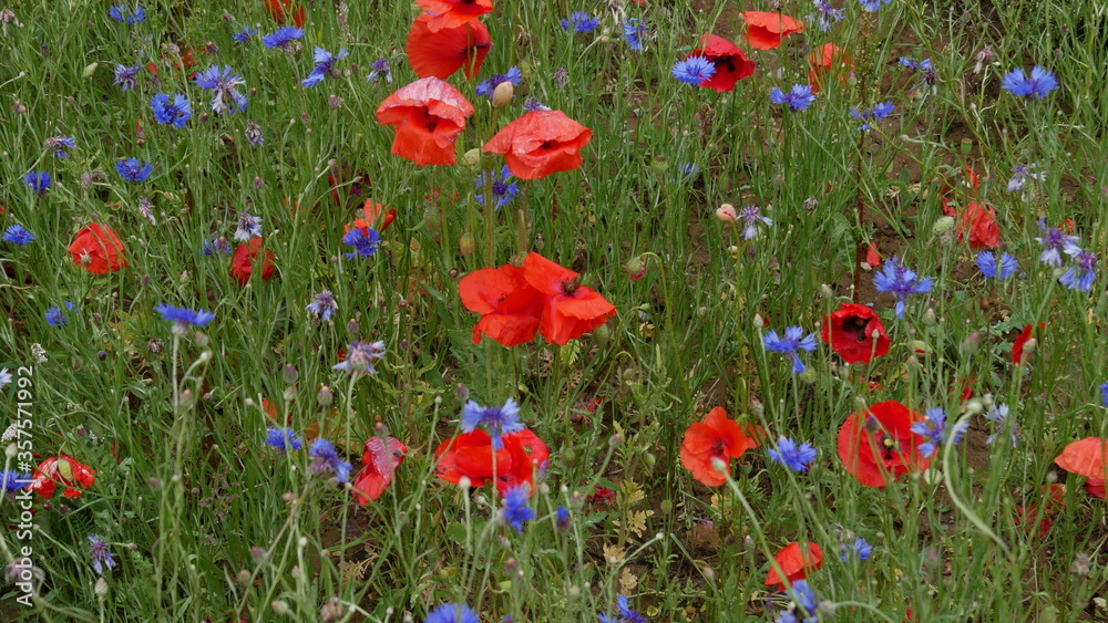 Naklejka premium bunte Wildblumenwiese mit Mohn und Kornblumen