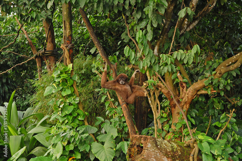 Singapore Zoo white handed gibbon at trees in Mandai, Singapore photo