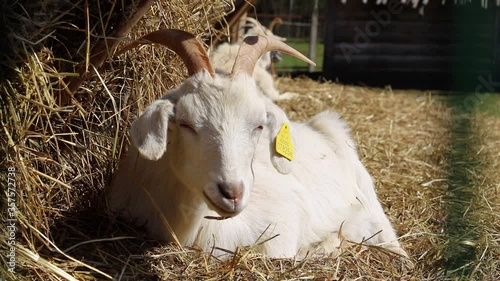 A white ram lies on the hay and eats. Pets.