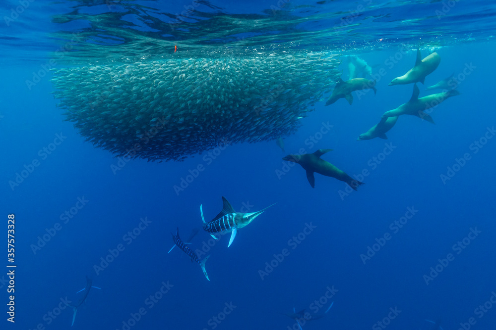 Fototapeta premium California sea lions feeding on a sardine bait ball, Pacific Ocean, Baja California, Mexico.
