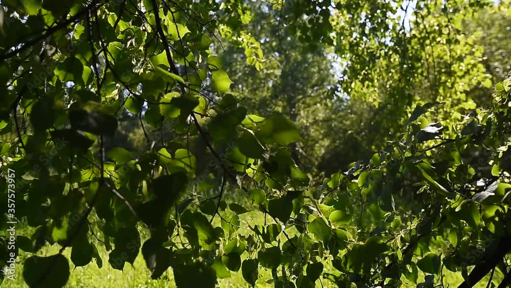 Linden branches with green leaves sway in the wind on a warm summer day Linden branches with green leaves sway in the wind on a warm summer day