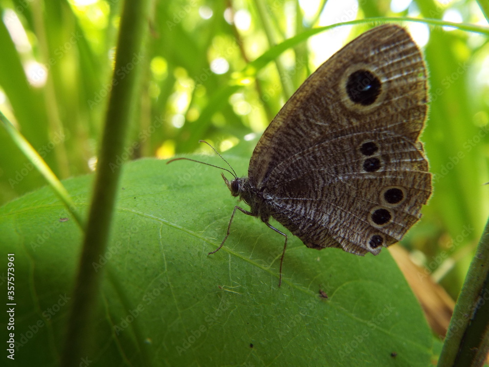 Φωτογραφία ヒメウラナミジャノメ butterfly