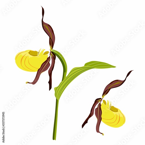 Branch of Lady's slipper flower. Wild orchid. Cypripedium calceolus.