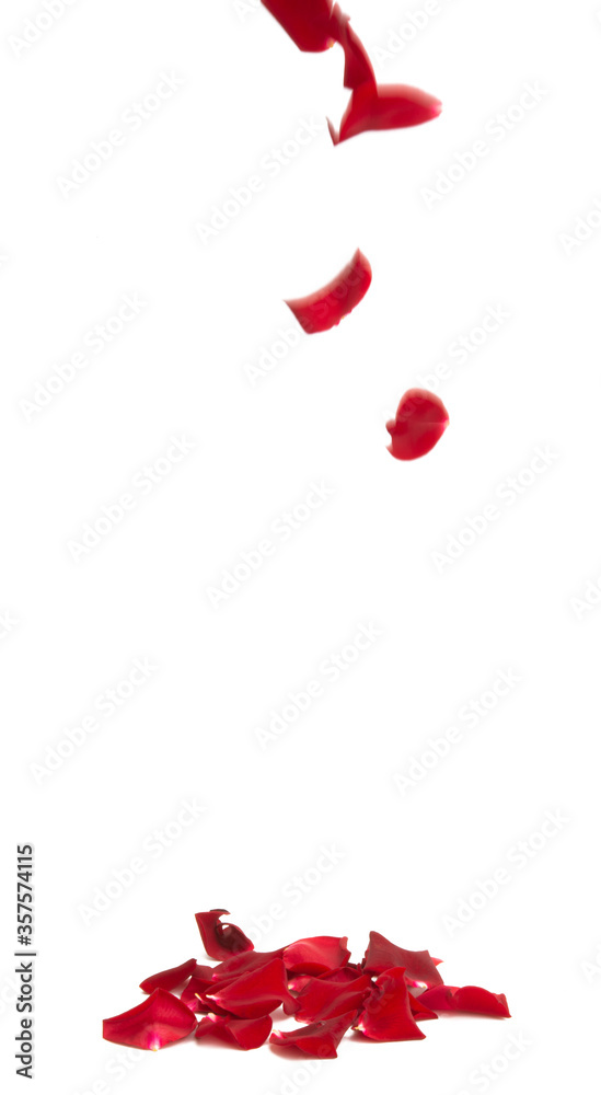 red rose petals isolated red rose petals isolated