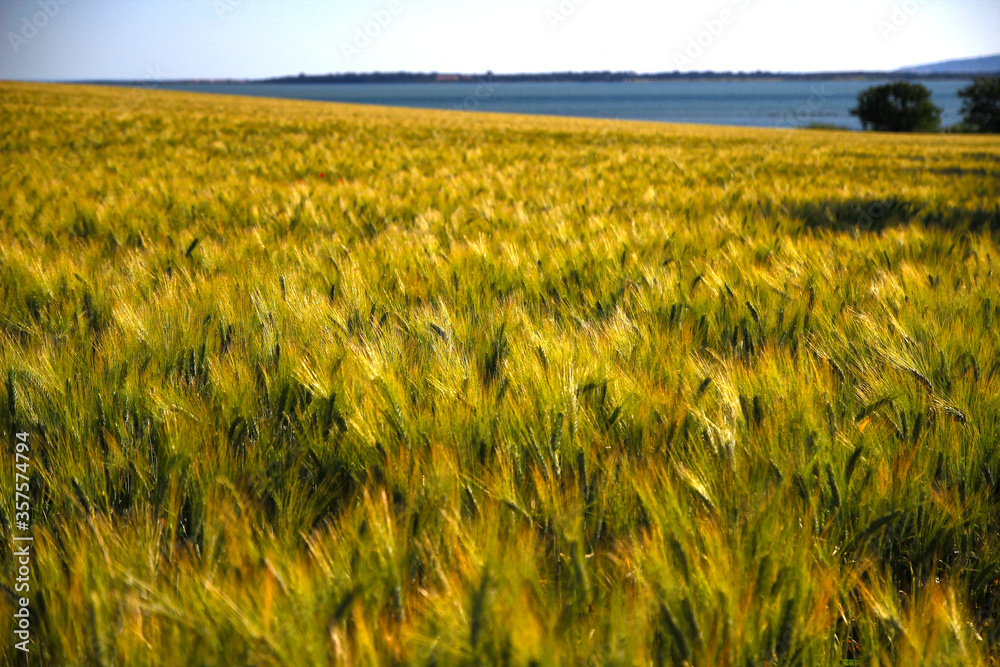 Wheat fields reflect the May sunlight in an intense shade of yellow. In the background, you can see the ponds of Villeneuve-lès-Maguelone (Hérault, France).