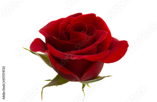 Fototapeta Naklejka Na Ścianę i Meble -  red rose isolated