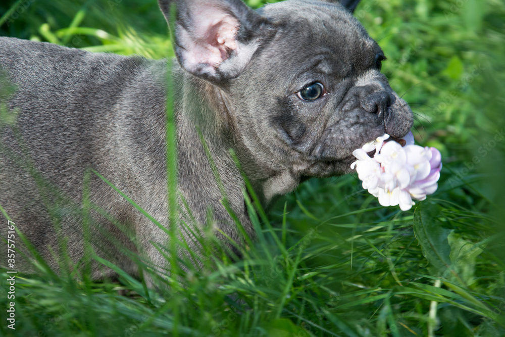 In the summer, on the grass streets, a small puppy of the French Bulldog breed.