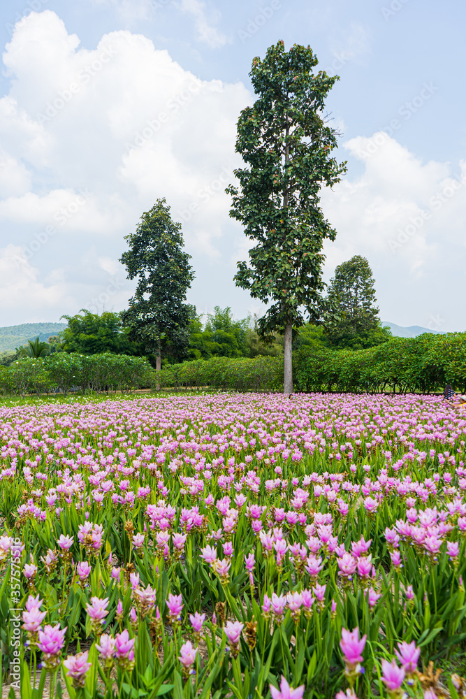 Pink flowers.Siam Tulip.Beautiful field of flower in National Park 