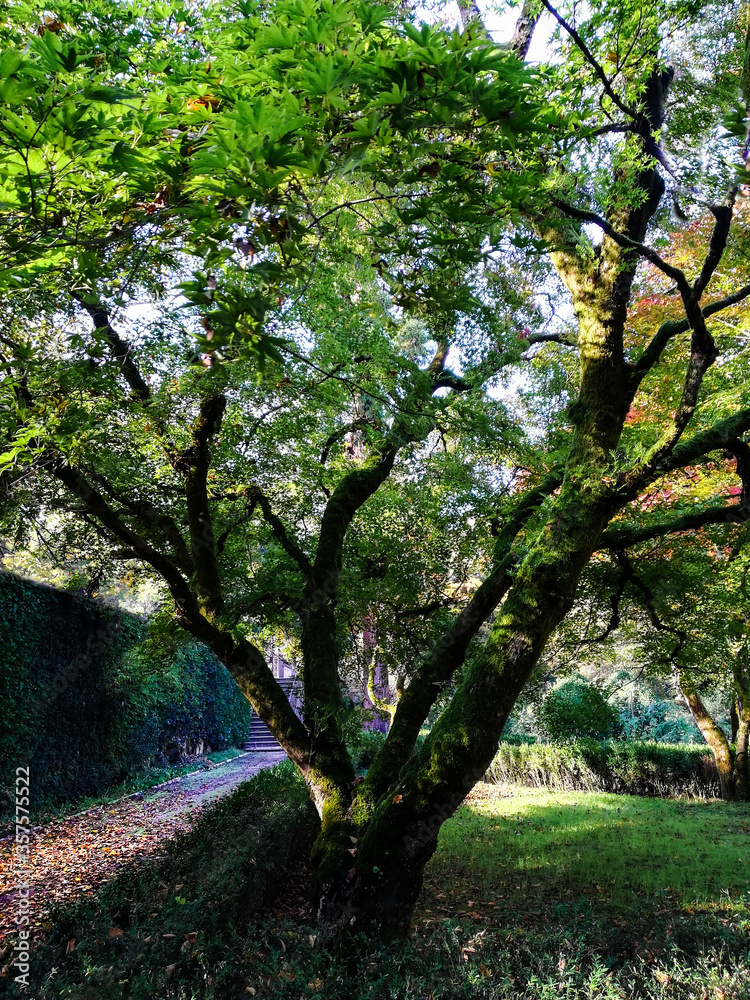 Árvore no Jardim Botânico de Coimbra Árvore no Jardim Botânico de Coimbra