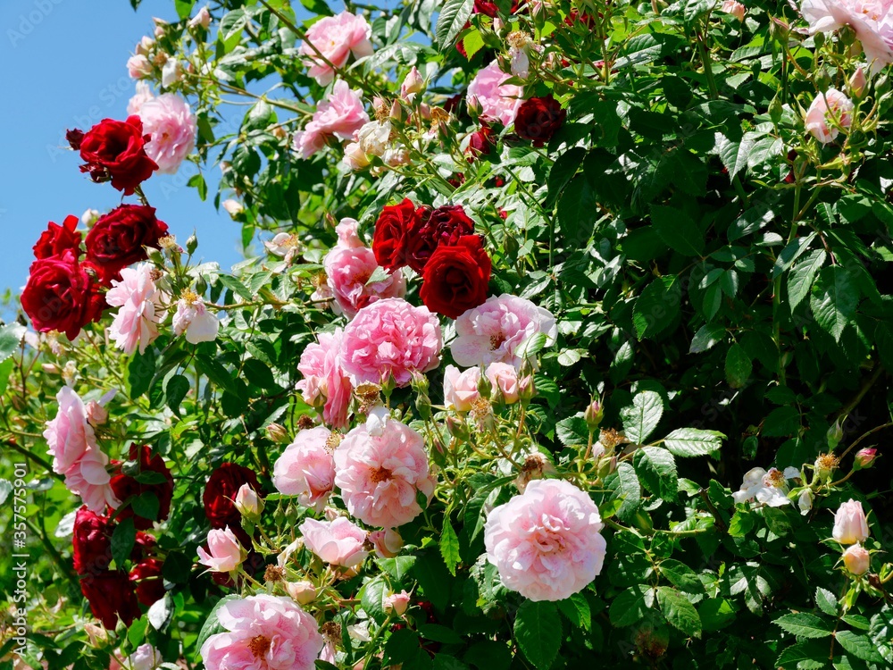 Fototapeta premium Rosentraum in rosa und rot, Rosenstrauch im Freien