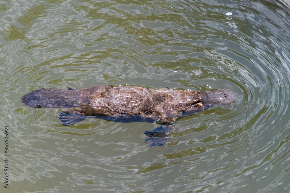 Obraz premium Platypus swimming on the surface of a river. Close up profile picture. Broken river, Eungella national park, Queensland, Australia, Oceania