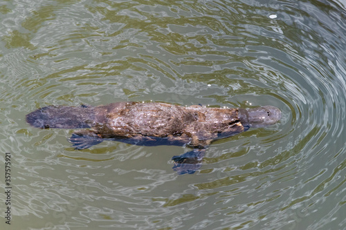 Platypus swimming on the surface of a river. Close up profile picture. Broken river, Eungella national park, Queensland, Australia, Oceania