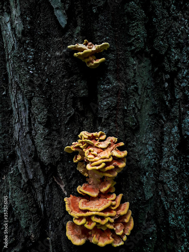 mushrooms grow on a tree