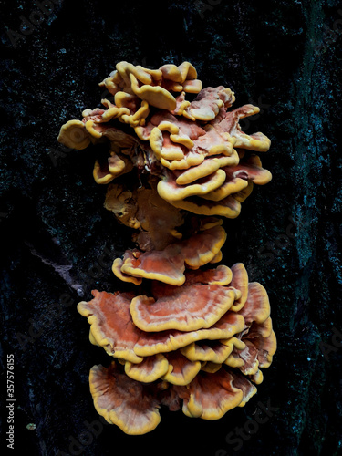 mushrooms grow on a tree