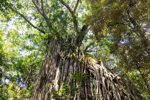 Yungaburra, Australia; March 2020: Curtain fig tree with aerial roots growing from top to ground. Filtered sun light through green leaves. Cairns Atherton Tablelands,Yungaburra, Australia photo