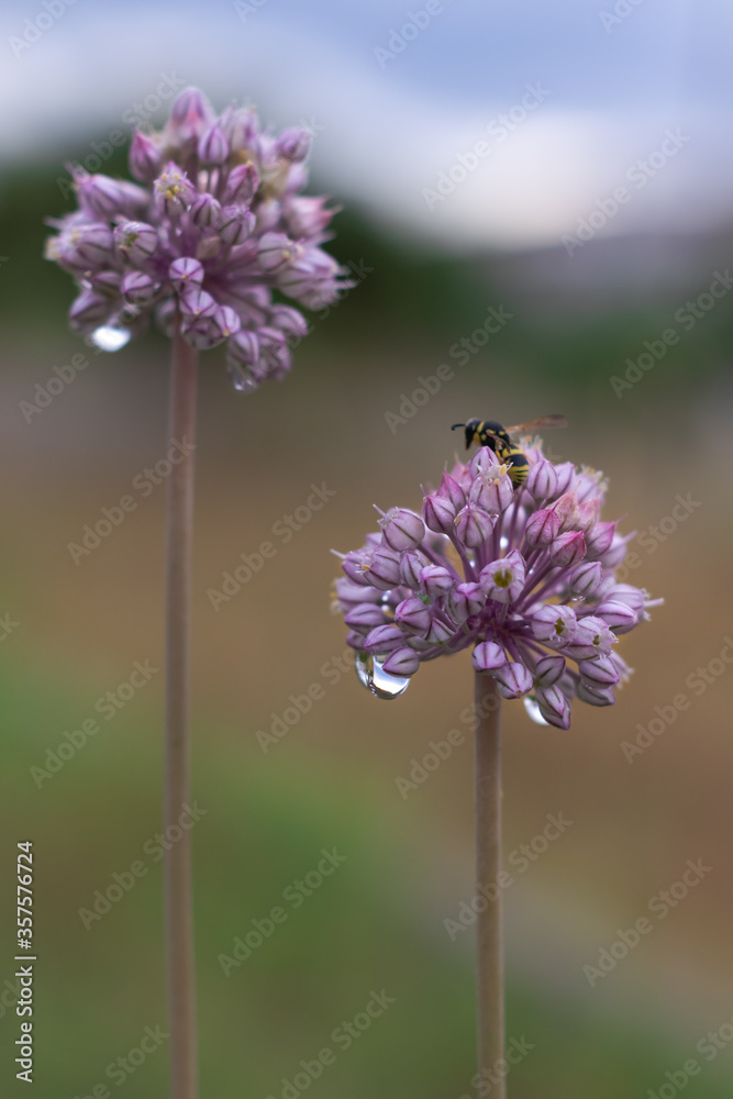 Fototapeta premium Fiore gocce ape una foto che rappresenta la natura