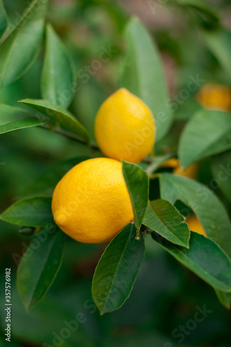 Fresh yellow ripe lemons on the lemon tree branches.