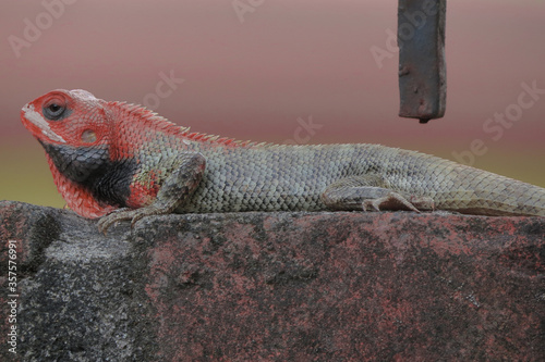 colorful Garden lizard at kathmandu ,Nepal ,by Manish thapa . photo