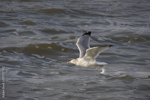 A seagull flies low over the sea. Up close.