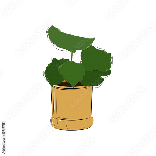 Plant in pot7