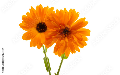 Calendula flower isolated