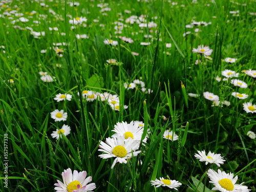 chamomile field grass. Green young grass bright Sunny day with growing daisies