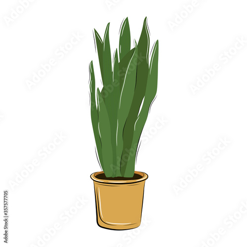 Plant in pot5