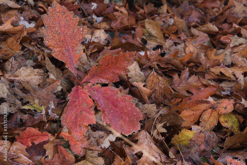 Autumn leaves of an American oak during the frost.