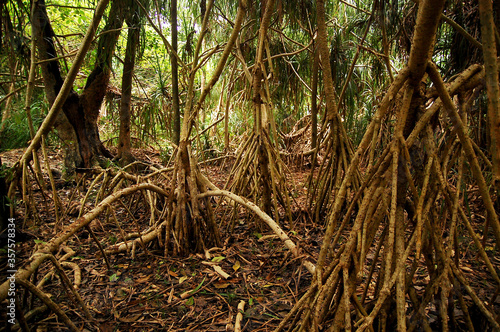 Brown tree fig roots exposed in Mantigue island