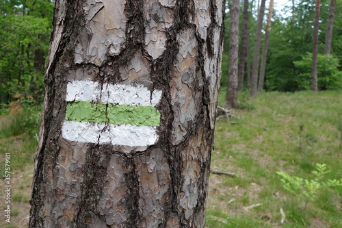 Fototapeta Naklejka Na Ścianę i Meble -  las