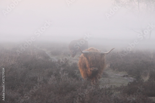 Fototapeta Scottish highlanders in a misty moorland.